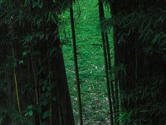 -胶囊画廊