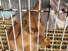 -楼上猫咖(罗湖店)