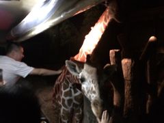 -清迈夜间动物园