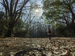 -上海共青森林公园