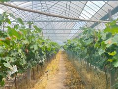 -马陆小张葡萄园农家乐