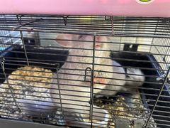 -青石桥花鸟鱼虫市场(叠翠城店)