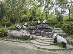 -都江堰中华大熊猫苑