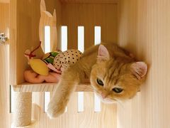-1013 PET SHOP精品宠物商店(丁香店)