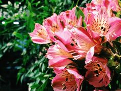 -植物学家的女儿(北马道巷店)