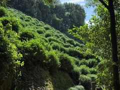 -十八棵（老龙井）御茶园(老龙井店)