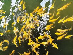 -南宫五洲植物乐园