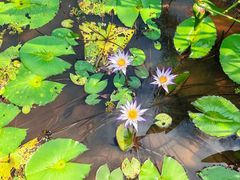 -云溪植物园