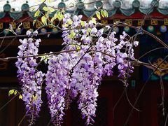 -北京国子监胡同