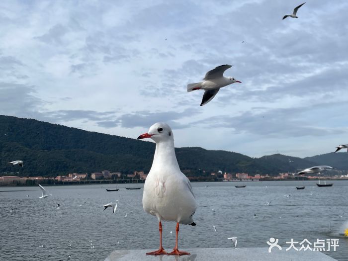 海埂大坝图片