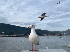 -海埂大坝