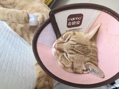 -瑞派宠物医院·犬猫全科·猫友好(宾水西道店)