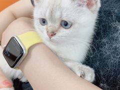 -lincat·猫舍(广州店)