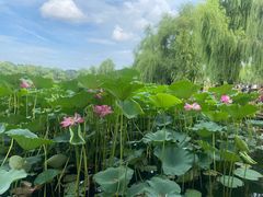 -长春市南湖公园