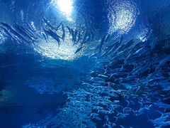 -海合安武汉极地海洋公园