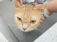 -安安宠医·臻爱宠物医院·宠保定点(营门口路分院)