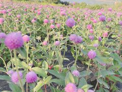 -亚龙湾国际玫瑰谷