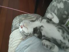 -东方名猫馆·英短金渐层布偶猫舍(环线广场1号楼店)