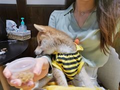 -逗柴咖啡屋·狗咖猫咖宠物桌游