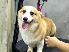 -PETKIT小佩宠物(昭化店)