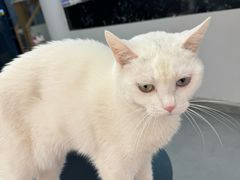 -琪喵猫屋·撸猫猫咖·猫舍