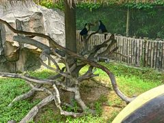 -上海野生动物园