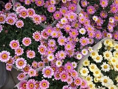 -南宁花花大世界景区