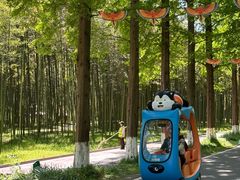 -黄海国家森林公园