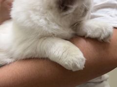 -瑞派康怡24h宠物医院·犬猫医疗中心·微创绝育(瑞景分院)