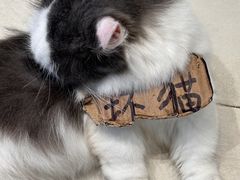 -怪兽屋·羊驼·猫咖·狗咖(俊华广场店)