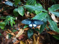 -西双版纳原始森林公园