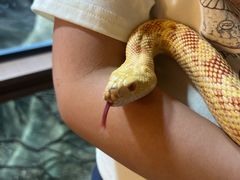 -帕帕拉兹宠物(亚洲旗舰店)