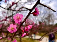 -梅花山(明孝陵内)