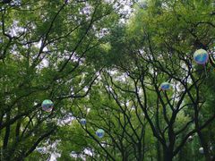 -上海共青森林公园