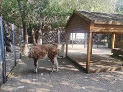 -长白岛森林公园