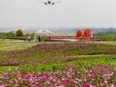 -空港花田景区