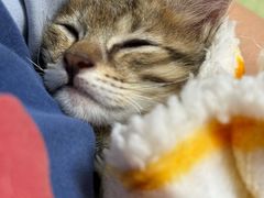 -安安宠医宠物医院·异宠·犬猫内科(岳阳分院)