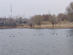 -溱湖国家湿地公园