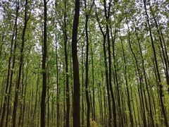 -合肥滨湖国家森林公园