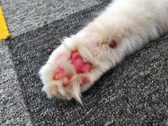 -米宠家·撸猫猫咖小萌宠·猫咪洗澡·猫咪寄养(高新大都荟店)