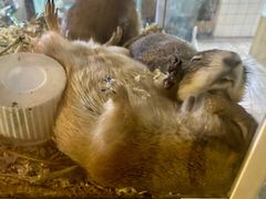 -酷以爬仙阁实体爬宠店·守宫·蜥蜴·专业繁育