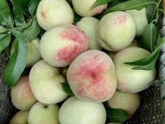 -武汉世外桃源农庄