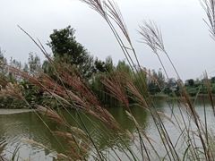 -白鹭湾湿地公园