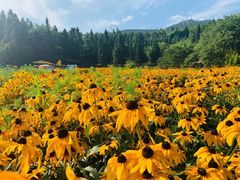 -武陵山森林公园