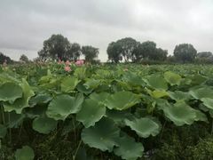 -洪湖生态旅游区