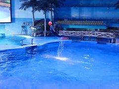 -海合安成都极地海洋公园