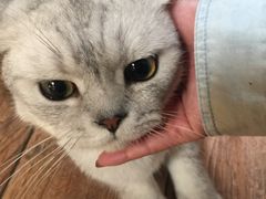 -more than meow吴止猫主题餐厅(承德 中船汇店)