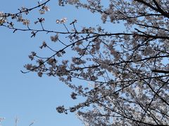 -高东镇樱花园