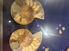 -青岛贝壳博物馆