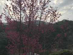 -九鲤湖风景区